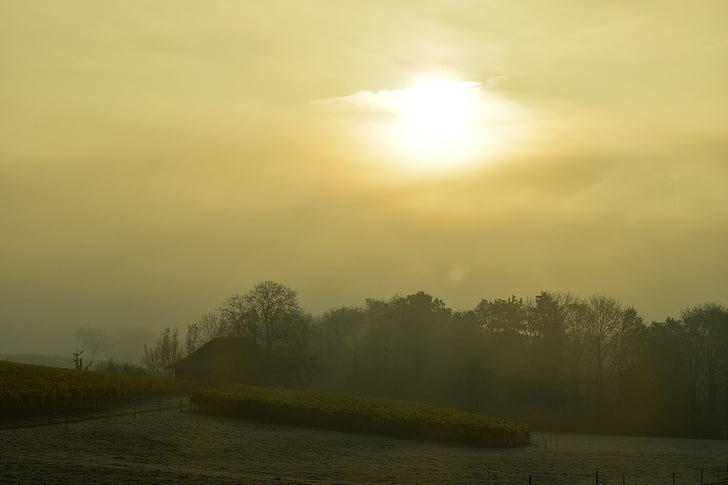 landskap, morgenstimmung, soluppgång, dimma, motljus, träd, Hill