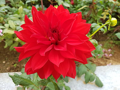 Dahlia, herfst bloemen, rood, bloemen, rode bloemen, natuur, schoonheid