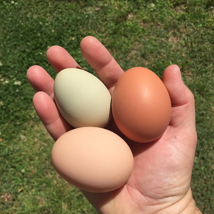 vajcia, kurčatá, Backyard kurčatá, jedlo, Veľkonočné, zviera vajcia, Príroda
