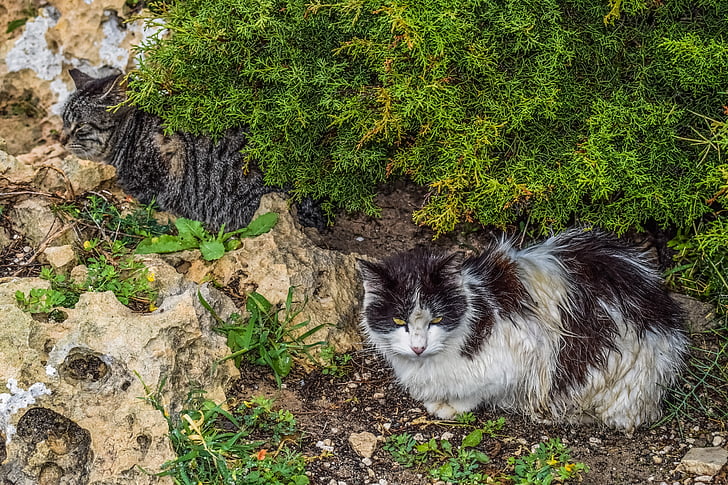 mèo, hoang dã, nơi trú ẩn, ngày mưa, vô gia cư, động vật, nghỉ ngơi