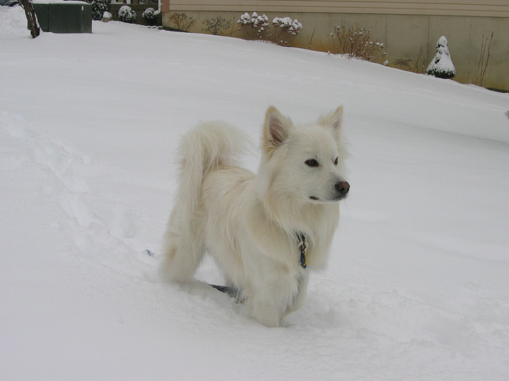 American eskimo dog, neve, canino, bonito, Branco, olhando, atento