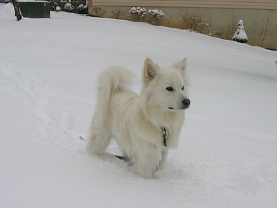 Amerikos Eskimų šuo, sniego, šunų, mielas, balta, ieško, dėmesingas