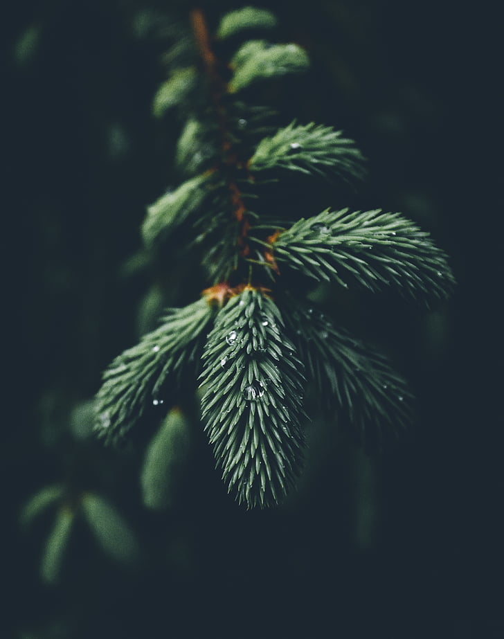 green, leaves, pine, tree, water, fir, needle