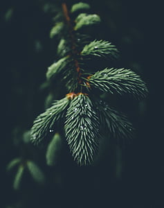 vihreä, lehdet, Pine, puu, vesi, kuusen, neula
