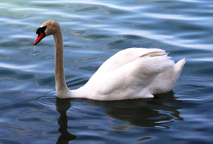 labuť, Swan, elegantné, Bill, perie, jazero, Bodamské jazero