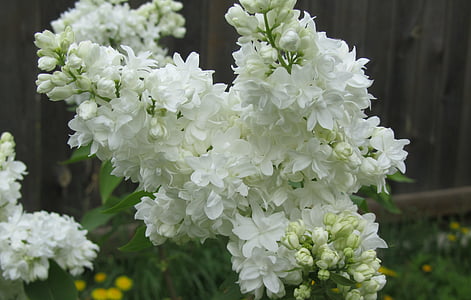 liliac, flori, arbust, alb, verde, liliac bush, closeup