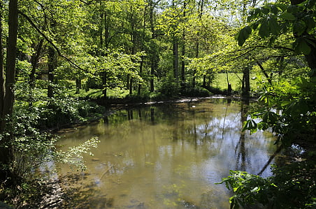 water's edge, river, yerres, france, forest