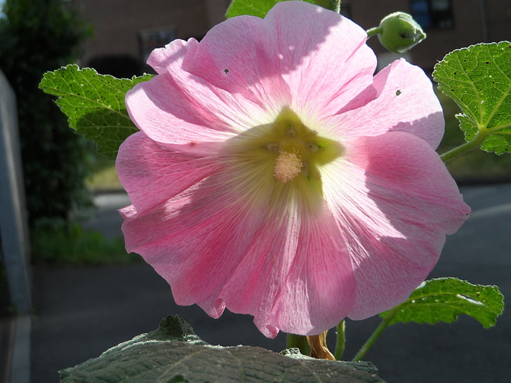 stock rose, ordinary, pink, bright, tender, hollyhock, poplar garden rose