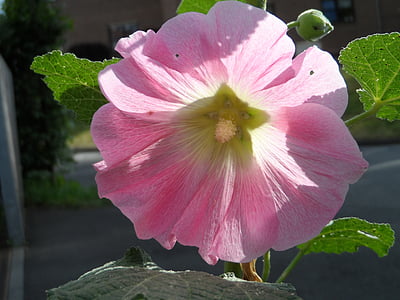 запас Роуз, звичайний, рожевий, яскраві, тендер, мальв, садові троянди тополі