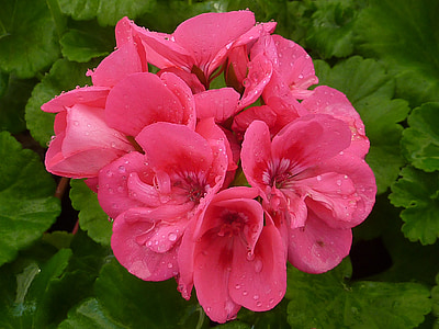 Natura, kwiat, Geranium, różowy