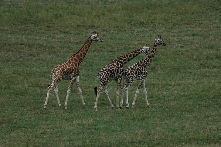 girafe, l’Afrique, animaux, girafes, faune