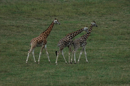 kirahvi, Afrikka, eläimet, kirahvit, eläimistö