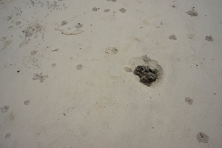 비치, 크랩, 흔적, 모래 해변, 표면, 인쇄, 모래