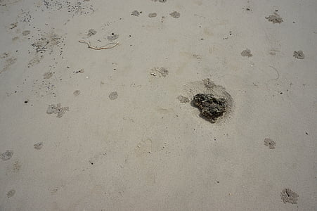 stranden, krabbe, rest, sandstranden, overflate, skrive ut, sand