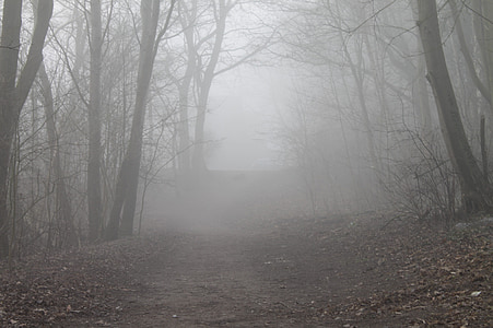 leśna ścieżka, mgła, drzewa, krajobraz, Lane, lasu