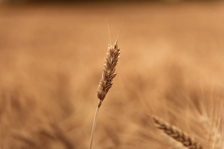 campo de trigo, close-up, planta, natural, ao ar livre, seca, dourado