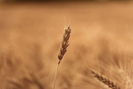 lĩnh vực lúa mì, cận cảnh, thực vật, tự nhiên, hoạt động ngoài trời, khô, vàng