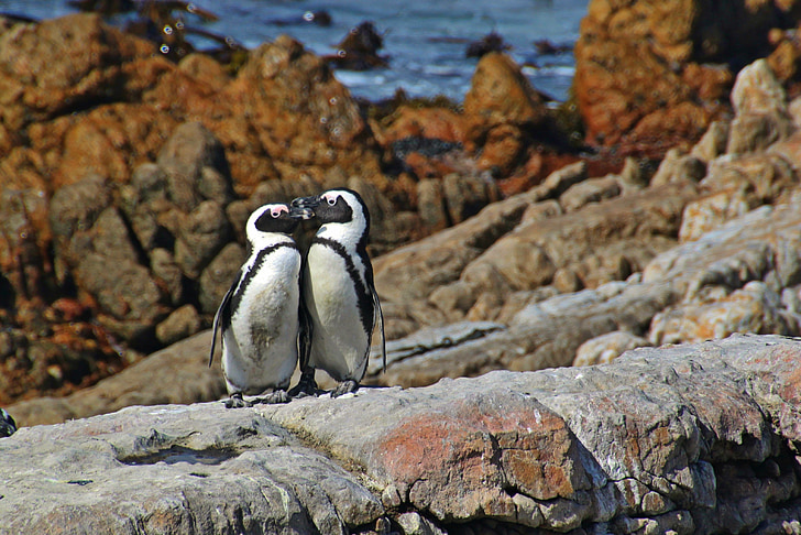 пингвини, животни, вода птица, птици, животински свят, Южна Африка, природата