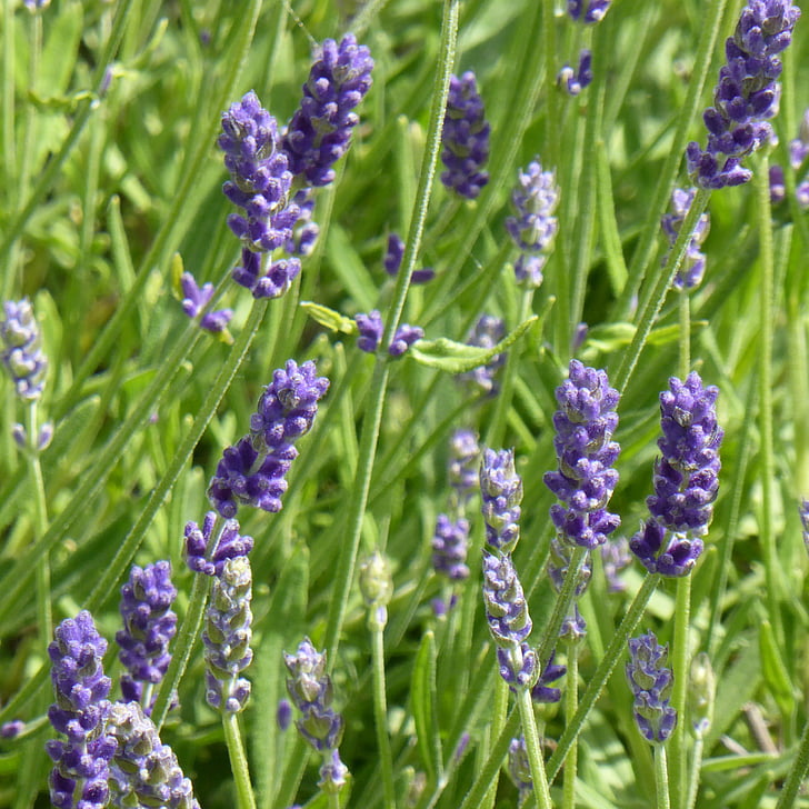 lavender, field, plant, purple, flowers, fragrance, herbs