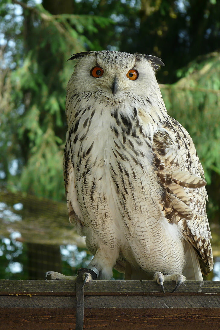 Eagle owl, sova, pták