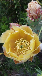 Cactus, fiore del cactus, fiore di cactus, deserto, Blossom, Bloom, bella