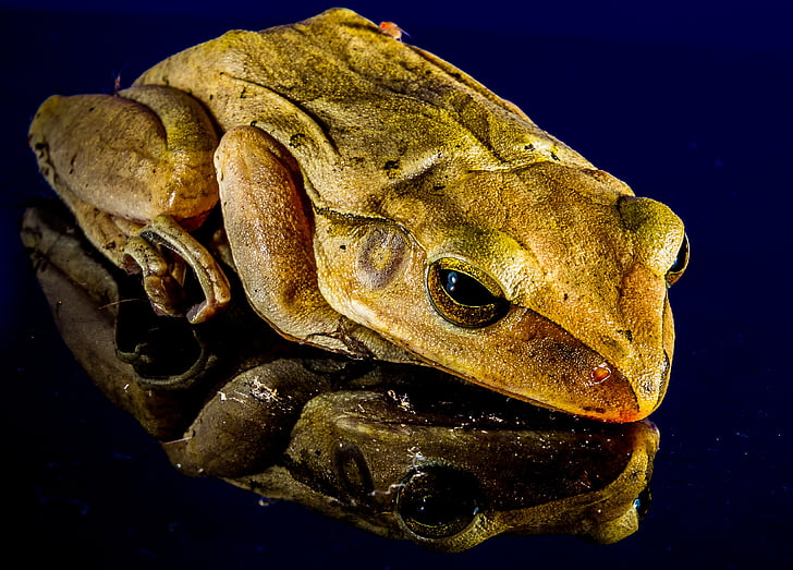 frog, close, mirror image, amphibian, animal, nature, toad