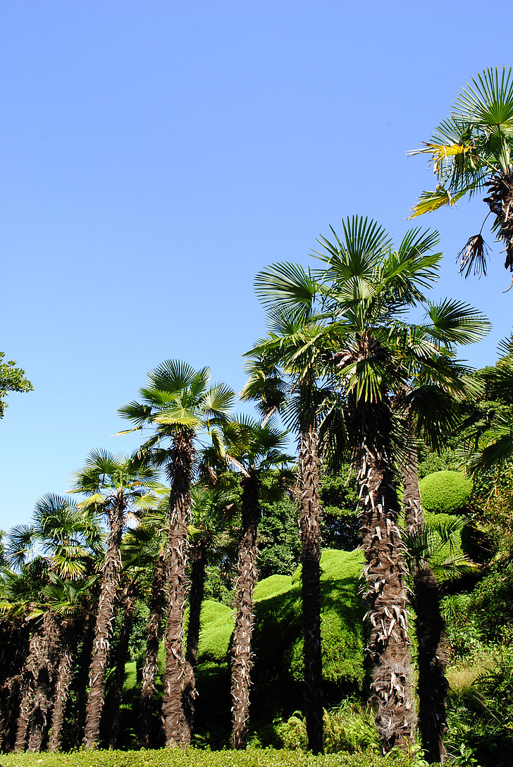 palm tree, having an affair, sky, tropical, blue