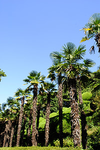 árbol de Palma, teniendo una aventura, cielo, tropical, azul
