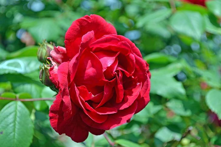 Róża, czerwony, kwiat, płatki, czerwona róża, Natura, ogród
