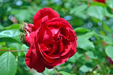 Rose, rdeča, cvet, cvetnih listov, rdečo vrtnico, narave, vrt