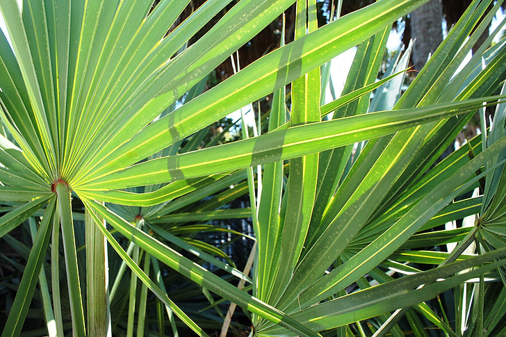 Palm, Résumé, nature, Tropical, vert