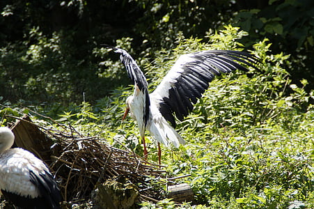 storks, stork, flügelschlagend, bird, birds, animals, nest