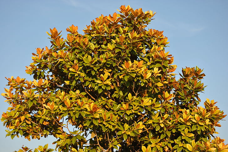 Magnolia tree, Magnolia, sügisel, Sügis, loodus, lehed, hooaja