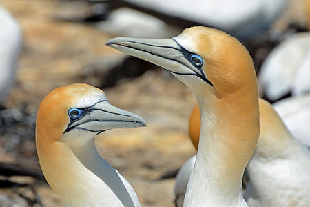 northern gannet, bird, animals, nature, close, birds, new zealand