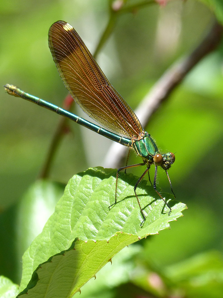 dragonfly, iridescent, green dragonfly, calopteryx virgo, damselfly, winged insect, leaf
