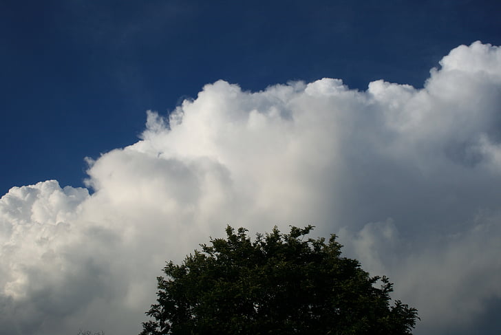 pilvi, Cumulus, suuri, valkoinen, tiheä, puu, pyöristetty