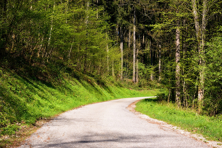 spring, road, away, forest, nature trail, nature, trees