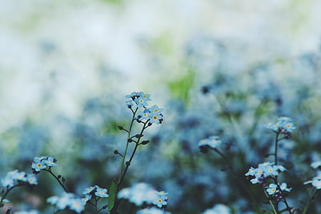 цвете, Блум, венчелистче, природата, растителна, мъгла, Градина