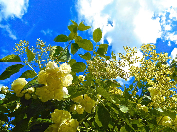çiçekler, Mavi gökyüzü, Yaz, doğa