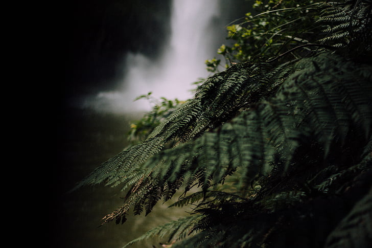 green, fern, near, waterfall, dark, nature, leaf