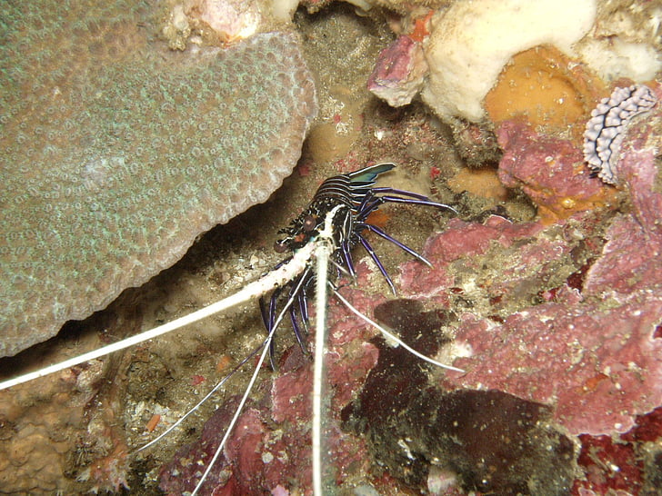 diving, shrimp, under, water, southeast, asia, so