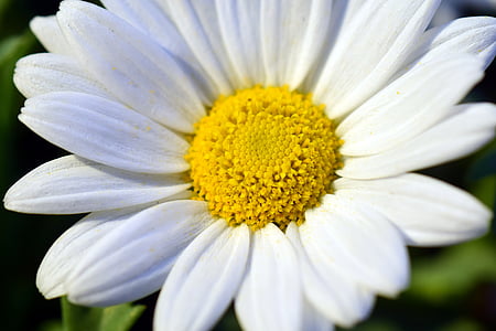 Marguerite, floare, floare, închide, deschide, floare, alb