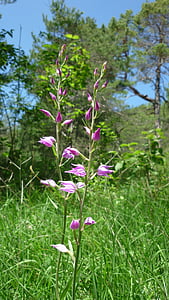 Crveni waldvöglein, Njemački orhideja, rijetko, planinske padine, zaštićeni, priroda, cvijet