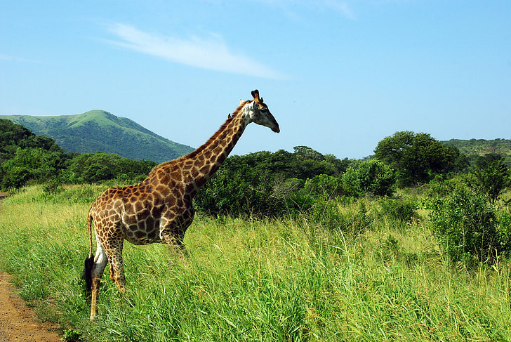 Republika Południowej Afryki, Kruger park, Żyrafa, Savannah, dziki, Natura, Afryka