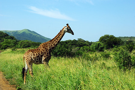 Güney Afrika, Kruger park, zürafa, Savannah, vahşi, doğa, Afrika