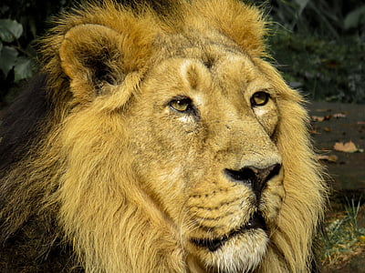 Leão, predador, gato, jardim zoológico, Nuremberg, Juba, fechar