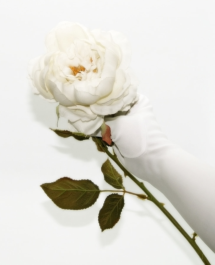 white rose, glove, white, rose, fake, artificial, stem