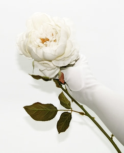 witte roos, handschoen, wit, steeg, Fake, kunstmatige, stam