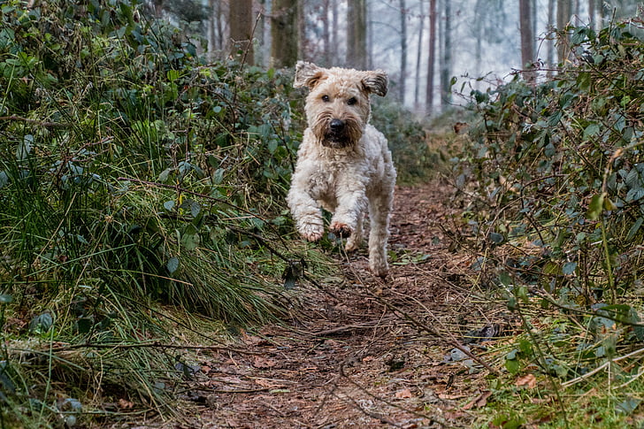hond, -stap-springen, spelen, herfst, Bladeren, Irish soft coated wheaten terriër, jonge hond