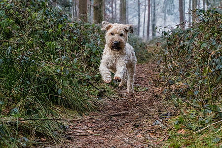 собака, стрибок, грати, Осінь, листя, Ірландський м'яким покриттям пшеничне тер'єр, молоду собаку